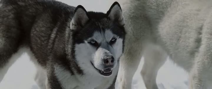 Eight Below (2006) 